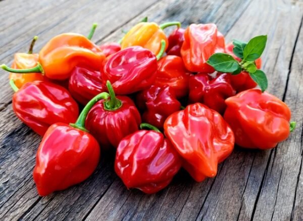 Habanero Peppers