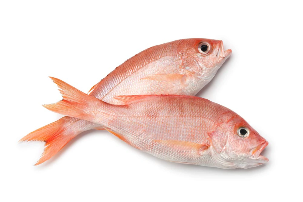 Red-Snapper-Wholesale-2